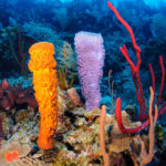 Patadacobra em Belize corais