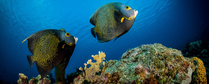 Mergulho em Bonaire Caribe